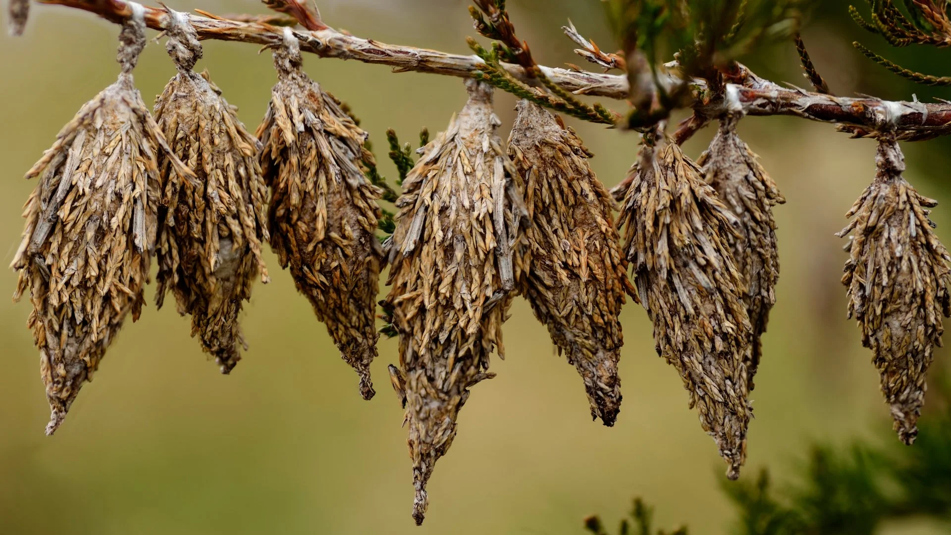 Don’t Let Your Plants Fall Victim to a Bagworm Infestation!