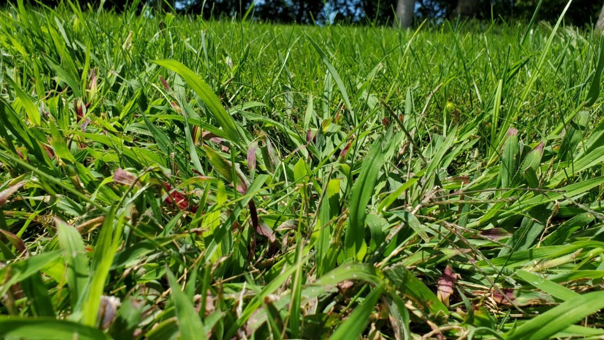 Crabgrass, Quackgrass, or Regular Grass? Here’s How To Tell What’s on Your Lawn