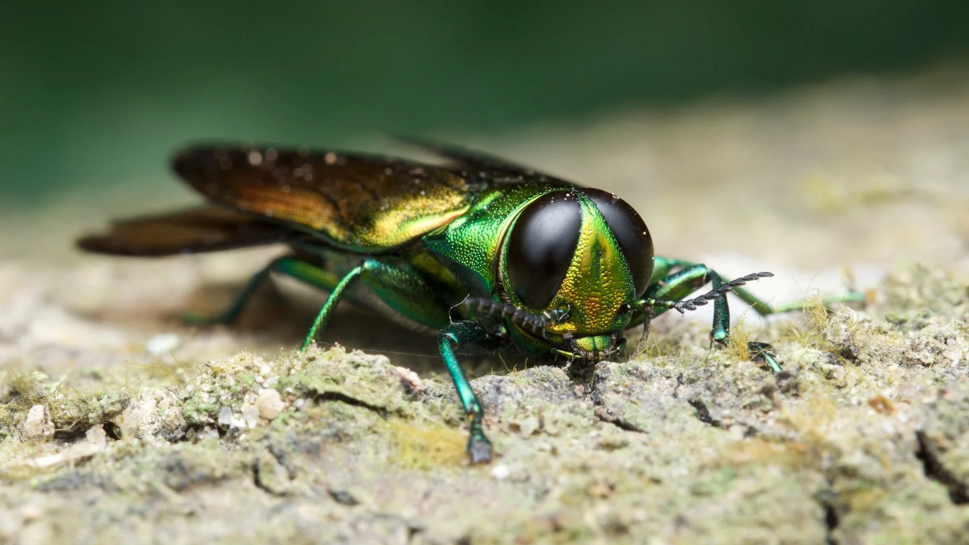 What Are Emerald Ash Borers & How Do You Protect Your Trees From Them?