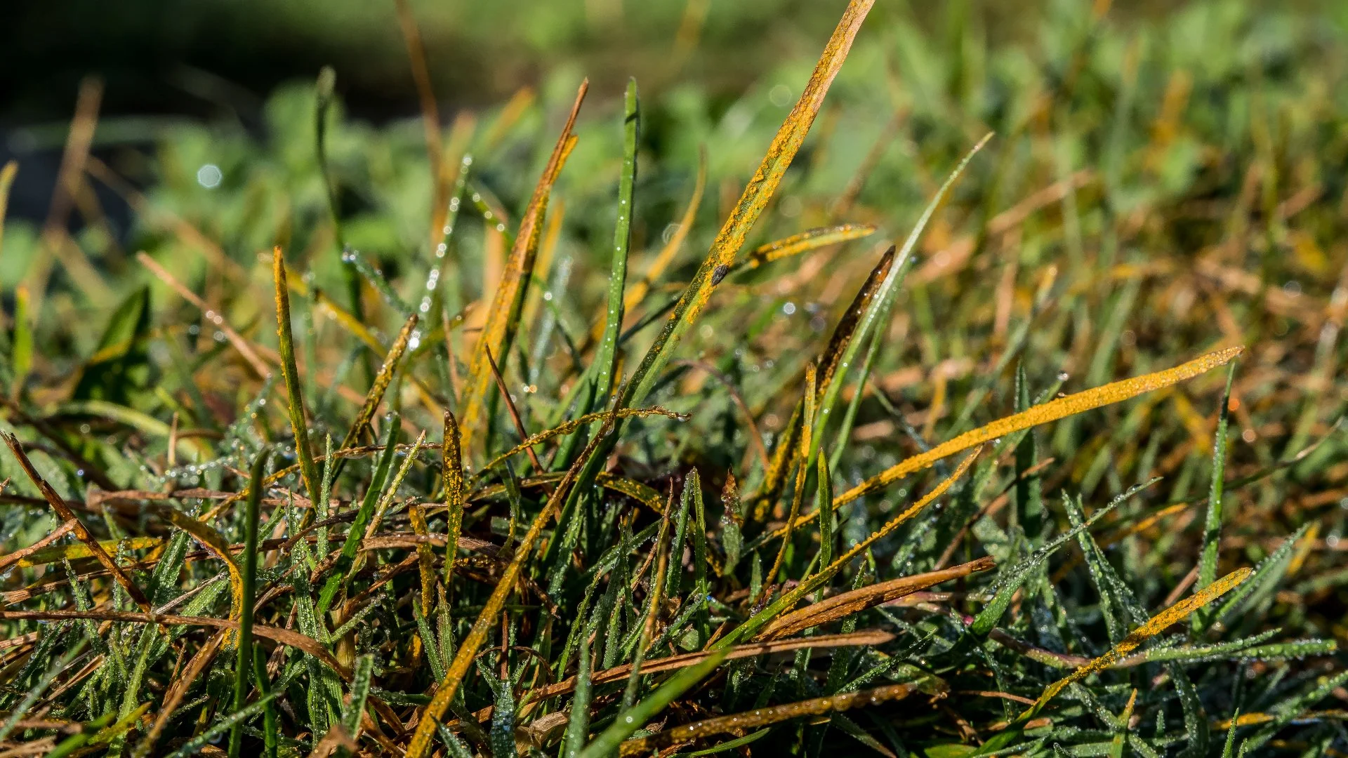 Lawn Rust - What Is This Turf Disease & How Do You Deal With It?