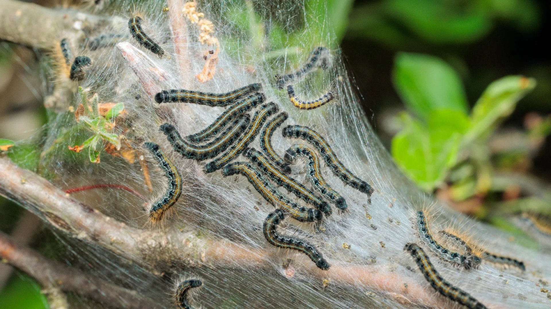 Tent Caterpillars Can Damage Your Plants! Watch Out for Them This Summer!