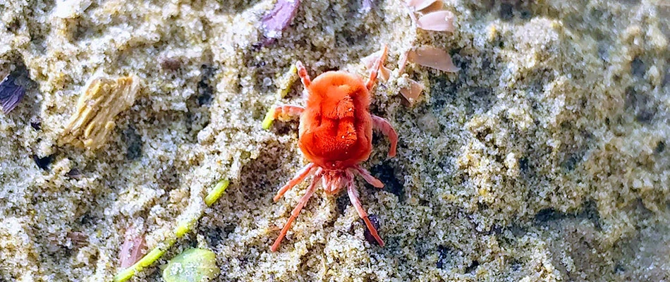 Chigger up close in the sand crawling about near Sioux Falls, SD.