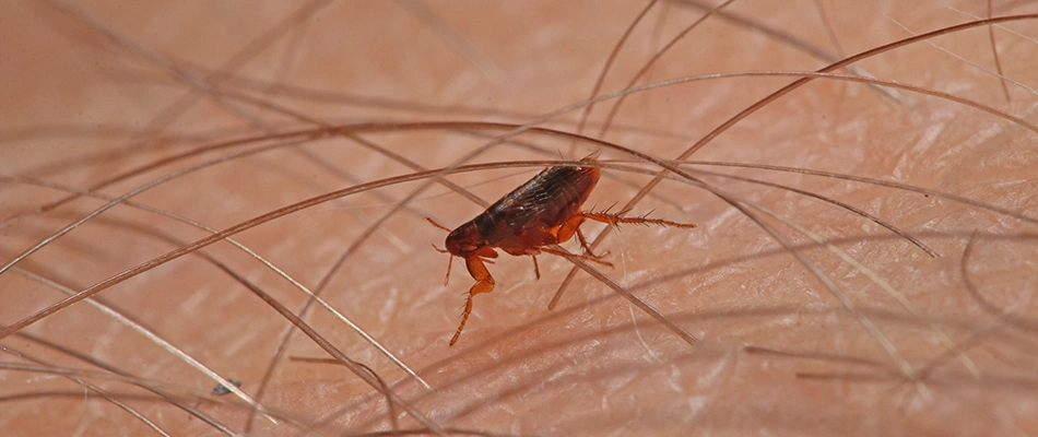 A flea crawling on skin under arm hair near Sioux City, IA.