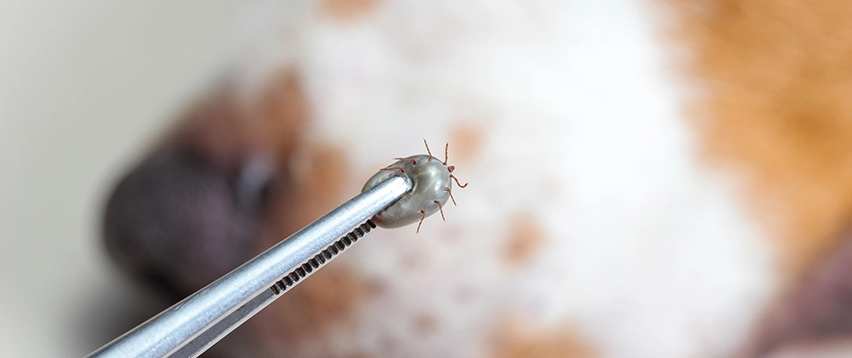 A tick in the jaws of thin metal tweezers with dog it was crawling on blurred in the background.