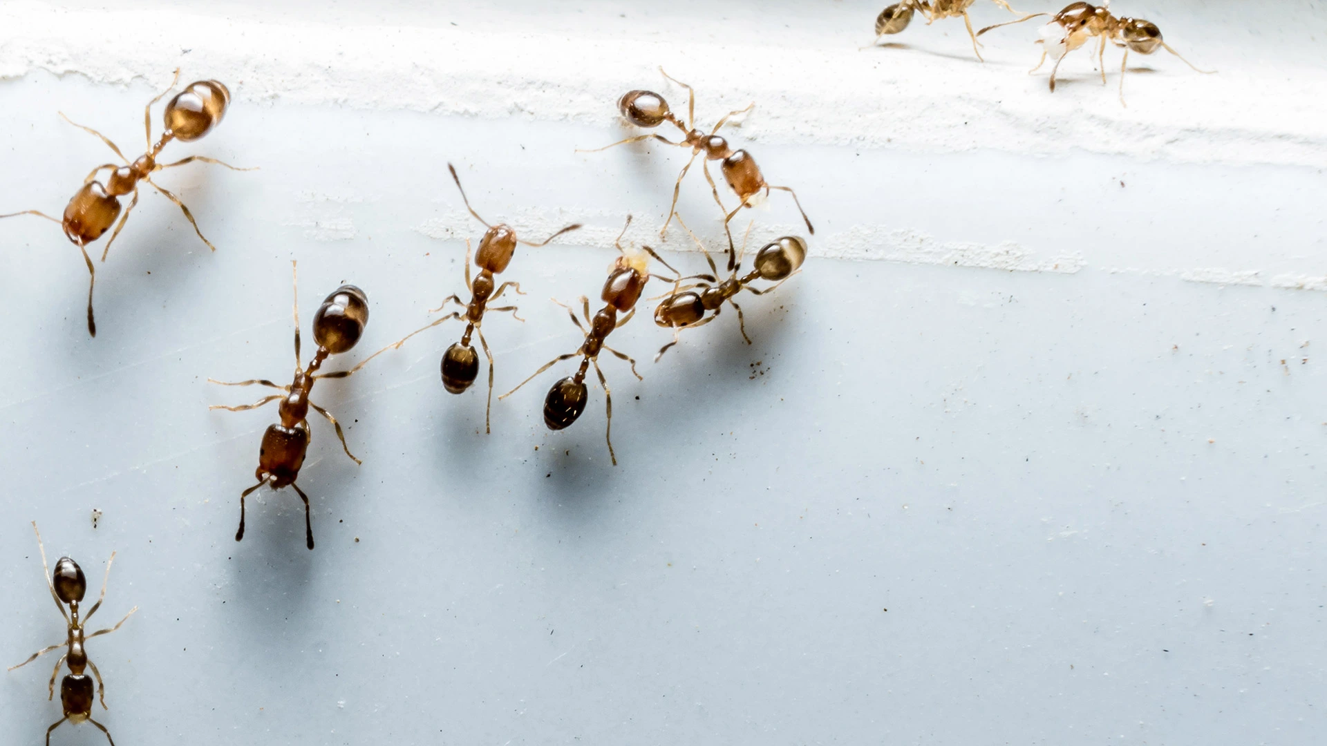 Are Ants Invading Your Home or Business? Here’s What You Should Do