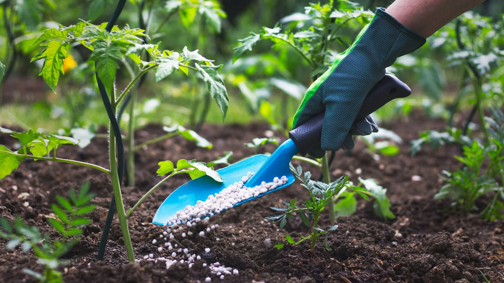 What Nutrients Are in Plant Fertilizers & Why Do My Trees & Shrubs Need Them?