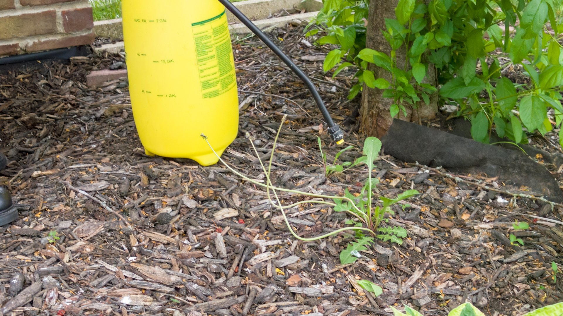 The Ideal Weed Control Schedule for Your Landscape Beds