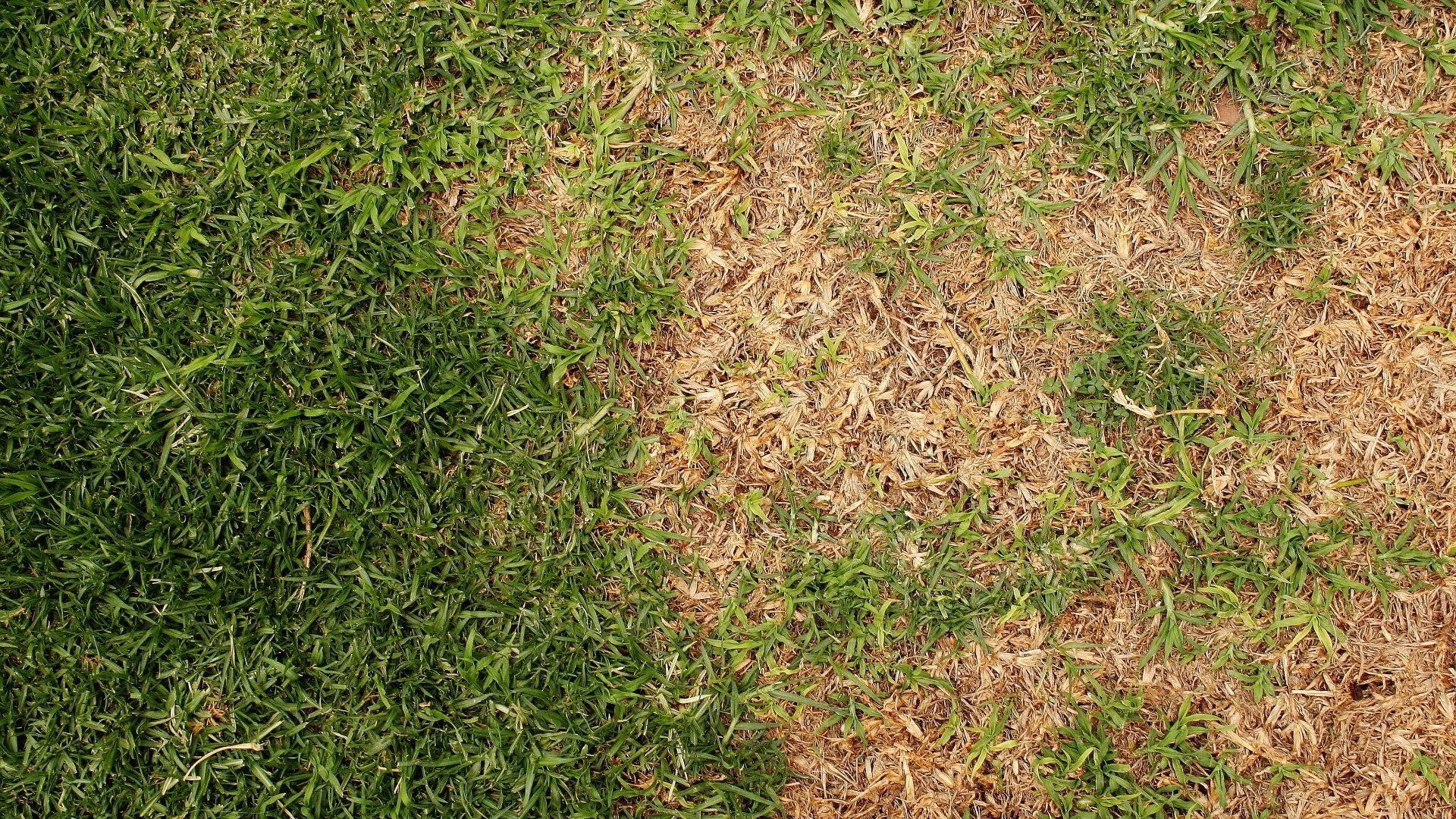 Is Your Lawn Battling a Turf Disease? Here’s What You Need To Do