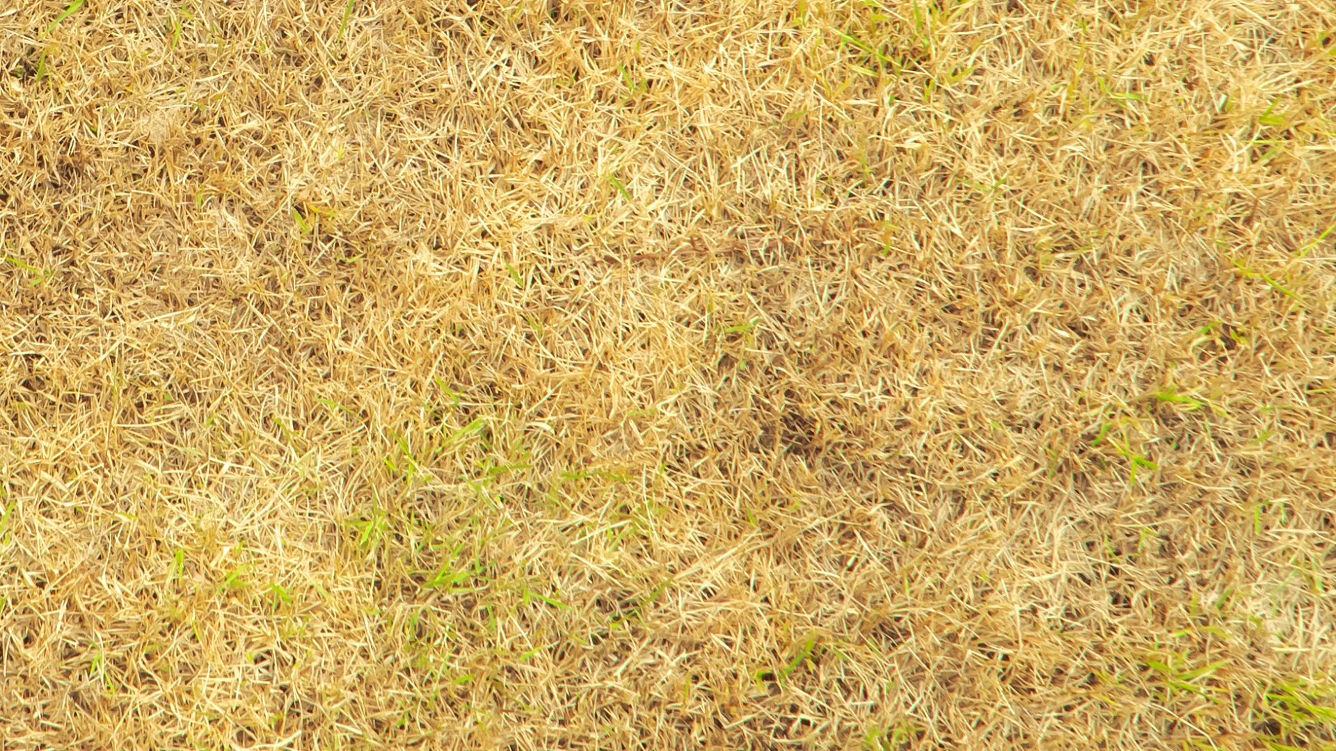 One of These Problems Could Be Causing Your Brown Lawn!