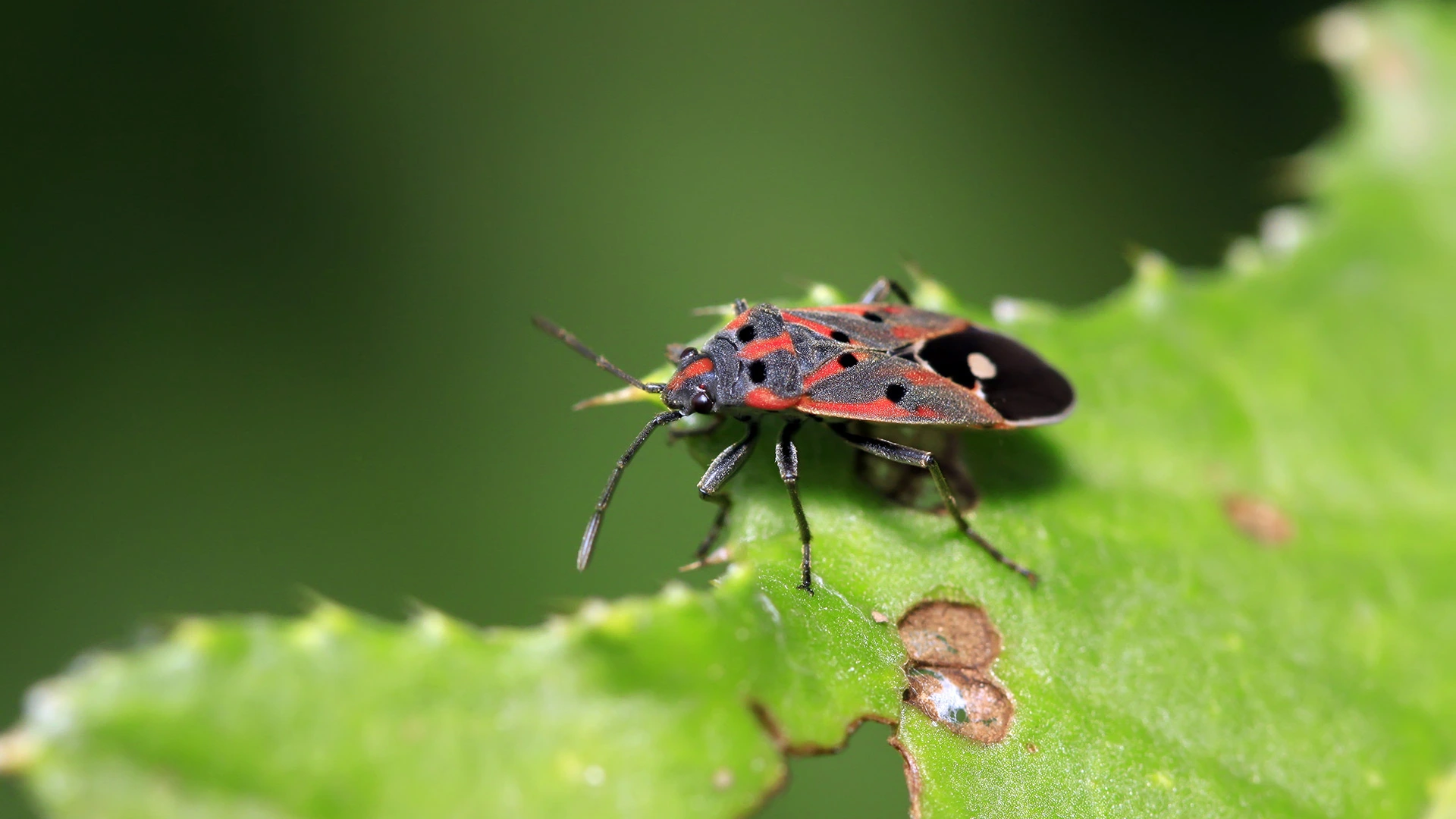 What Are Chinch Bugs & What Should You Do if They Have Infested Your Lawn?