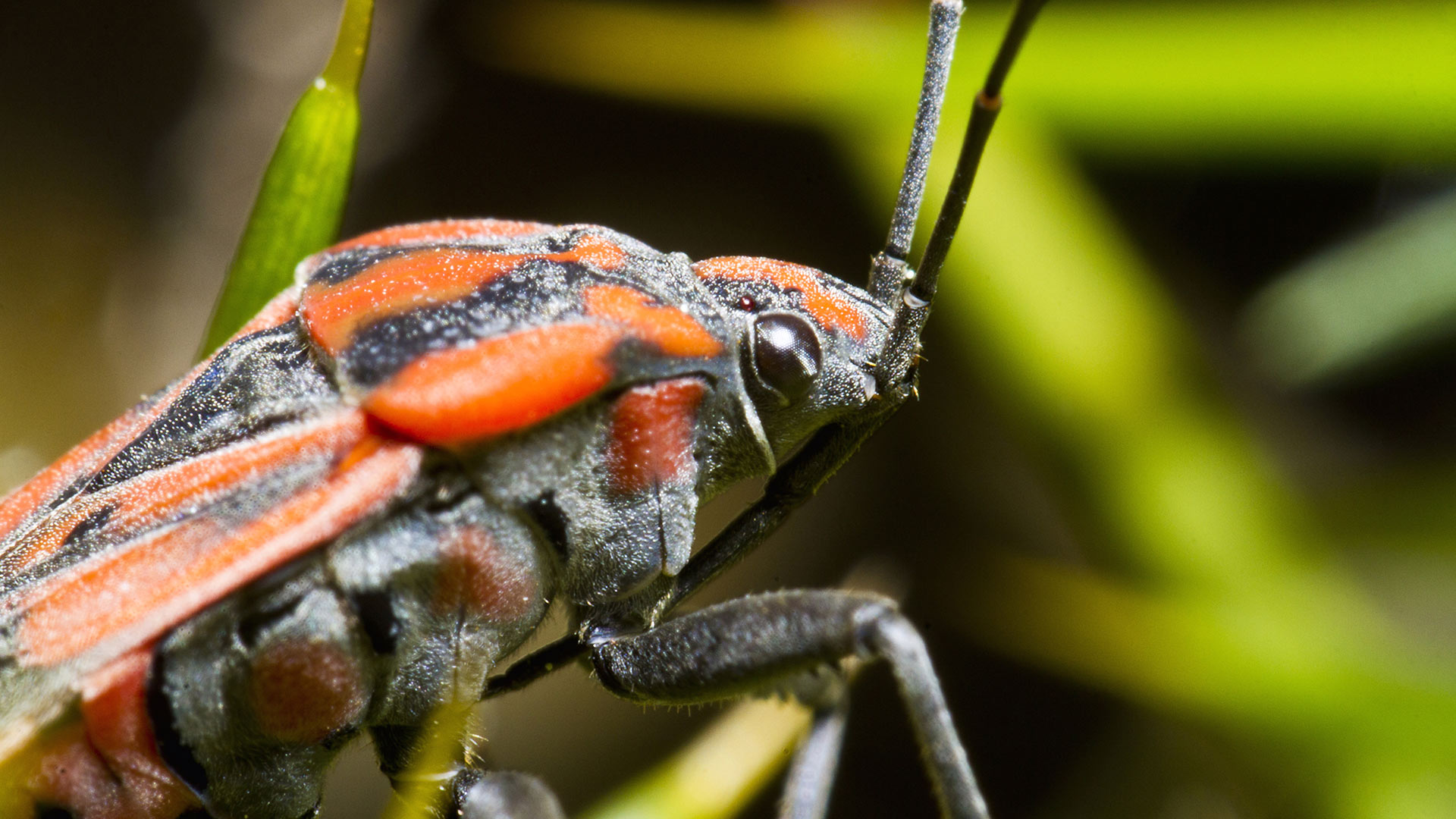 What to Look For in a Company Before Enrolling in Their Lawn Insect Program