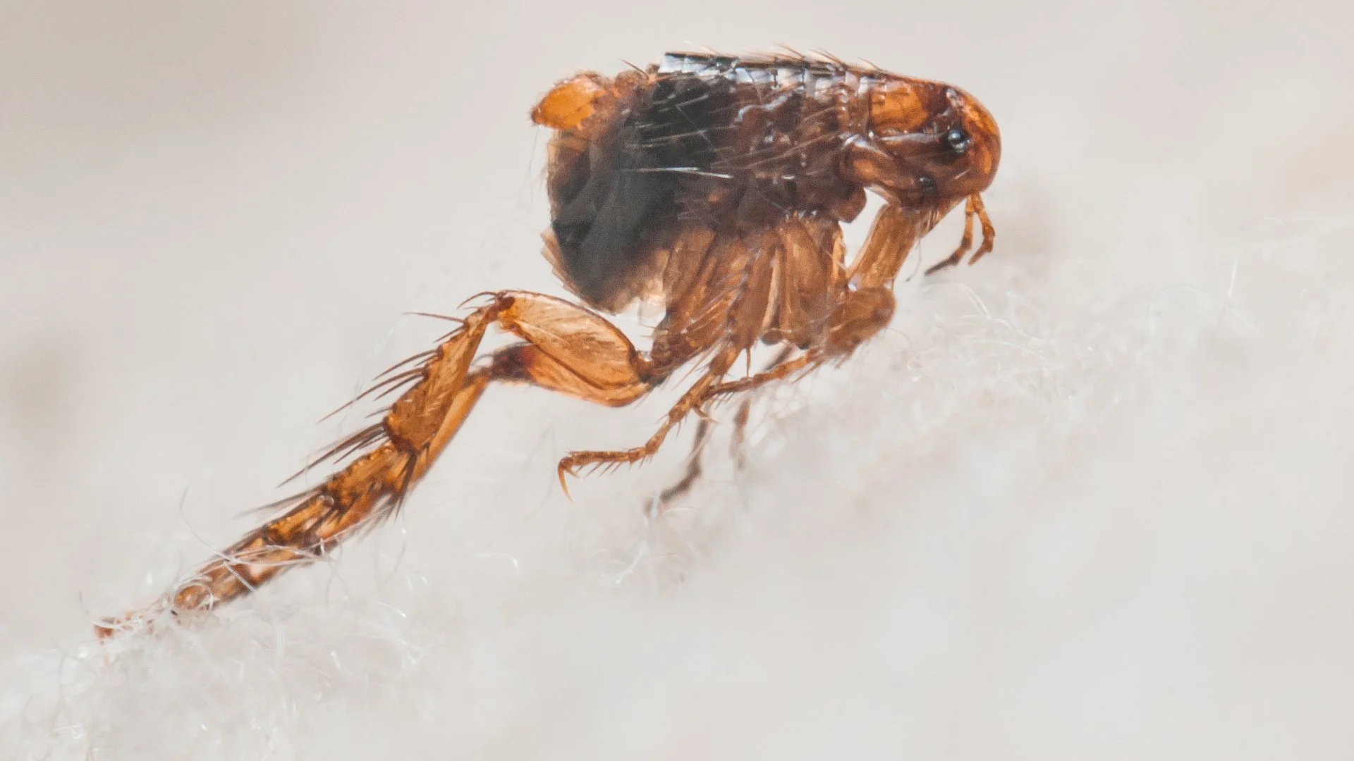 How Can You Tell if You Have a Flea Infestation & What Should You Do?