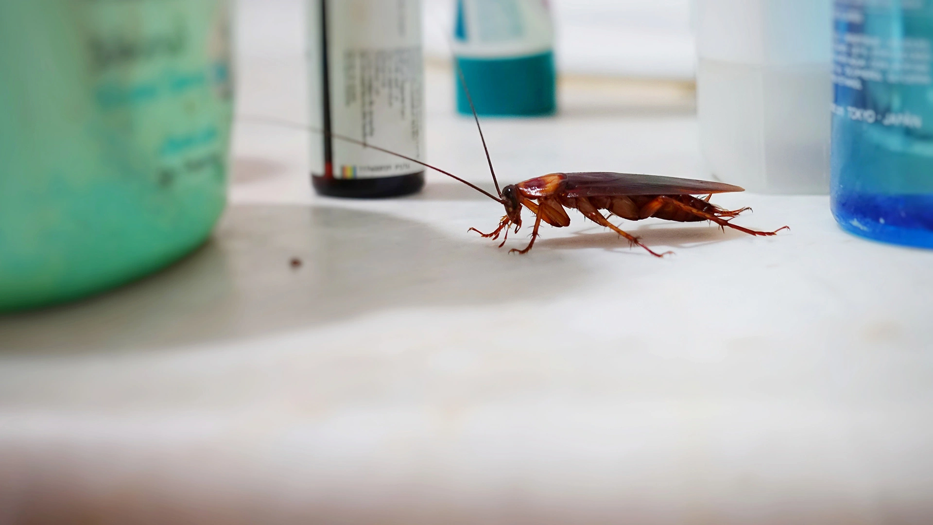 4 Ways to Keep Cockroaches Out of Your Home or Business in South Dakota