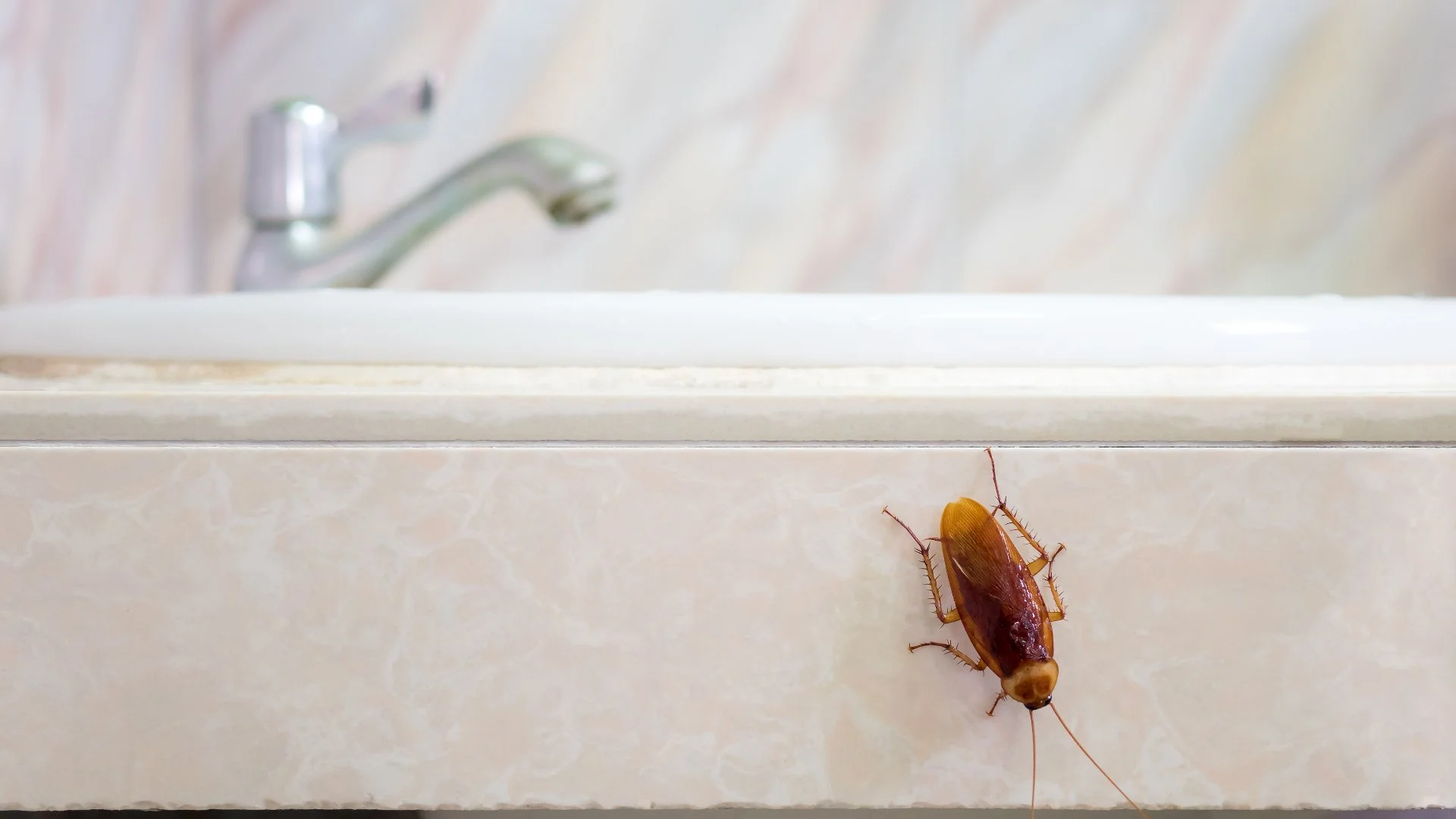 3 Things You Can Do to Keep Pests Out of Your Home