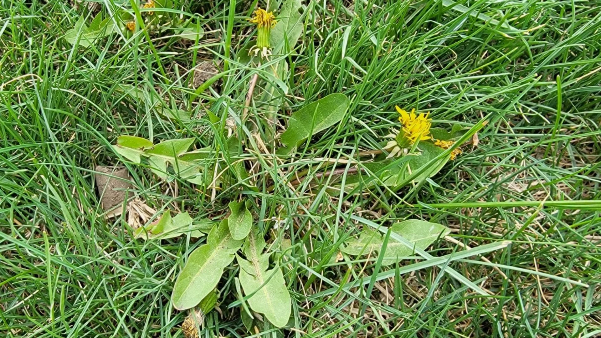 Battling Lawn Weeds? Prevent Them Altogether With Pre-Emergent Treatments