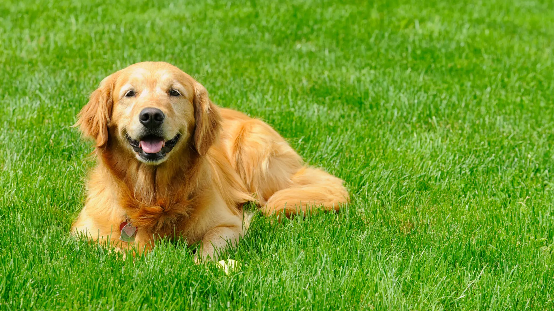 A Guide for Keeping Your Pets Safe While Your Lawn Is Being Fertilized