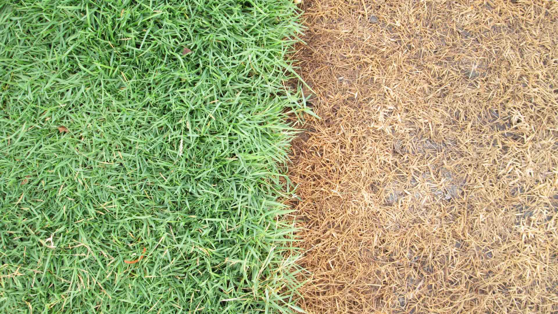 Fertilization & Weed Control - Why You Shouldn’t Do One Without the Other