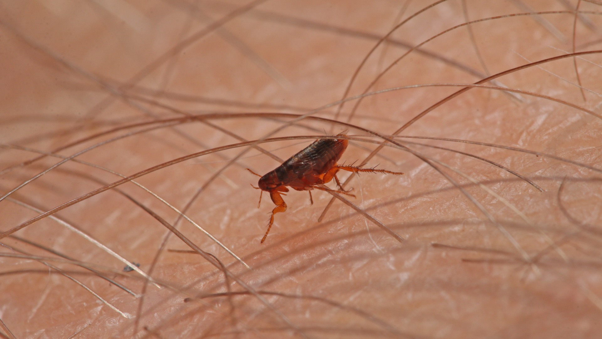 Are You Tired of Dealing With Fleas & Ticks? It’s Time to Call in the Pros!