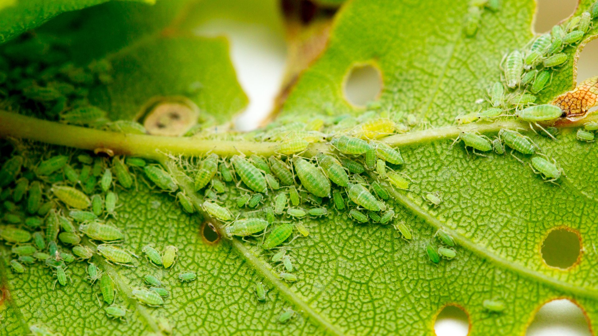 Greenbugs - What You Should Do if These Insects Show Up on Your Lawn