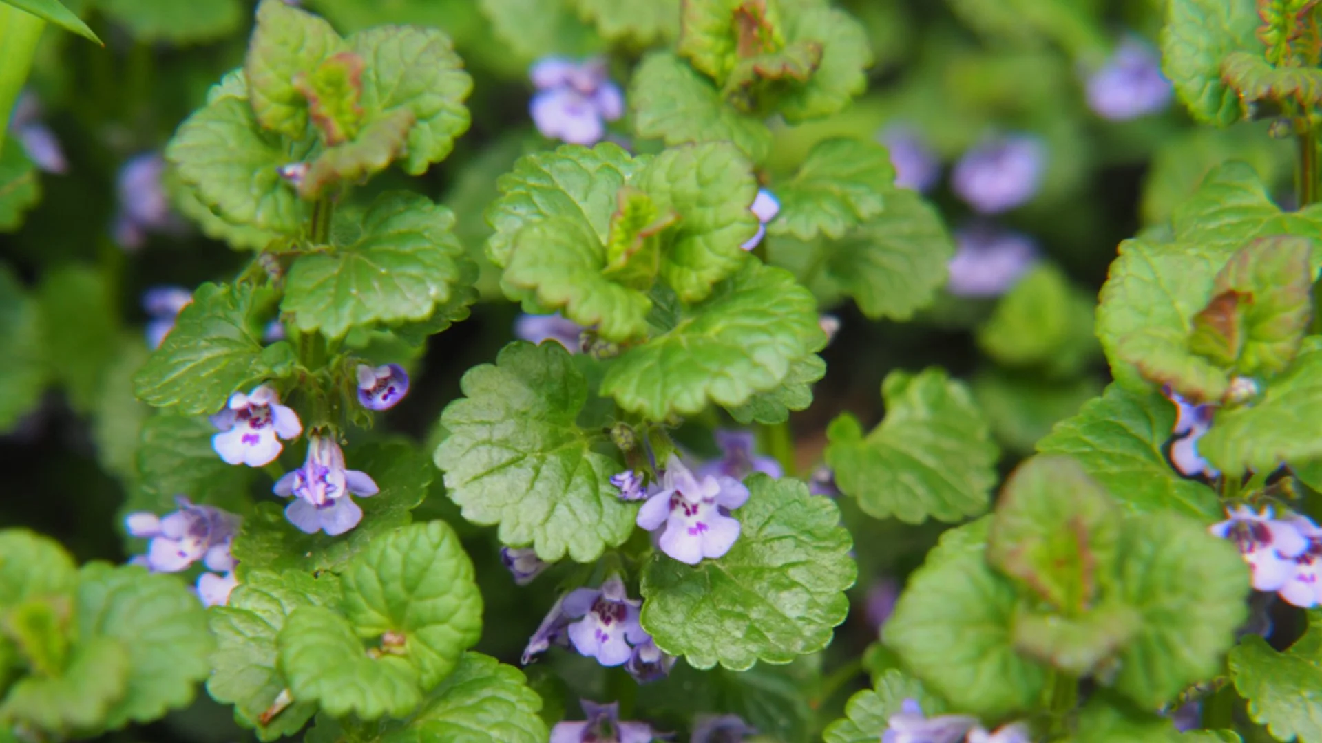 Ground Ivy - What You Need to Know About This Weed & How to Control It