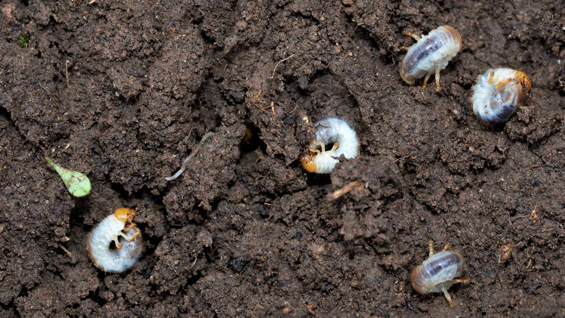 Don’t Gamble When It Comes to Grubs - Schedule a Preventative Treatment Now