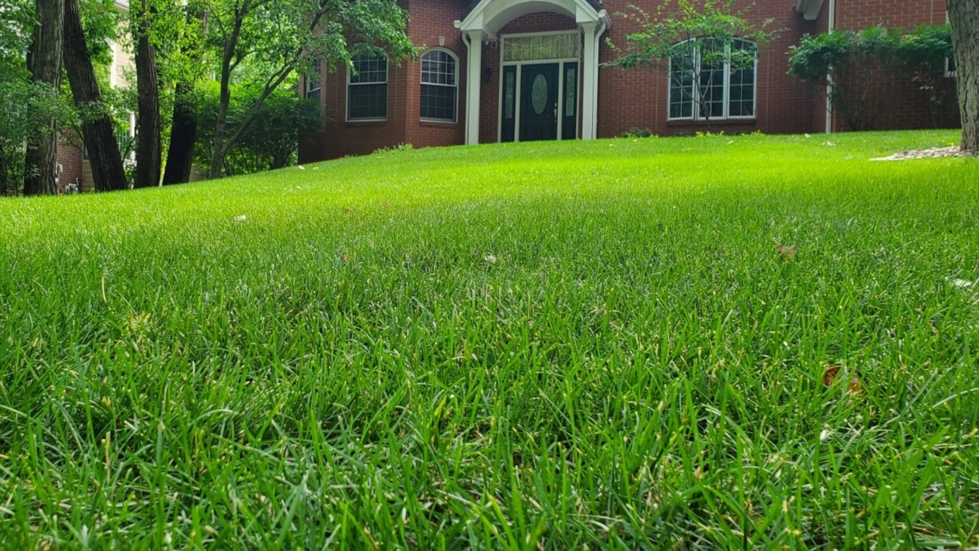 How Long Will It Take for a Fertilizer Treatment to Absorb Into a Lawn?