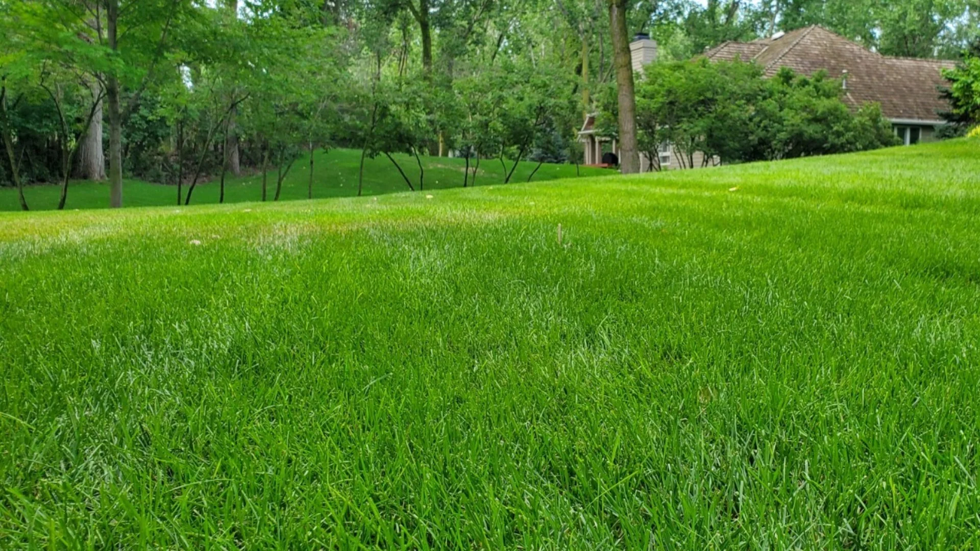 Fall Lawn Care: How to Boast a Healthy, Beautiful Turf