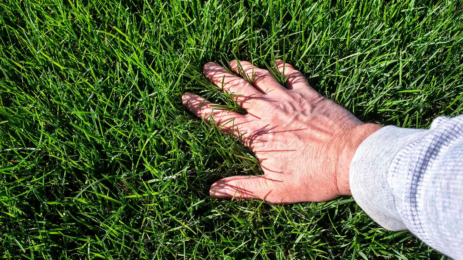 Don’t Skip Out on Fertilization & Weed Control Treatments This Spring!