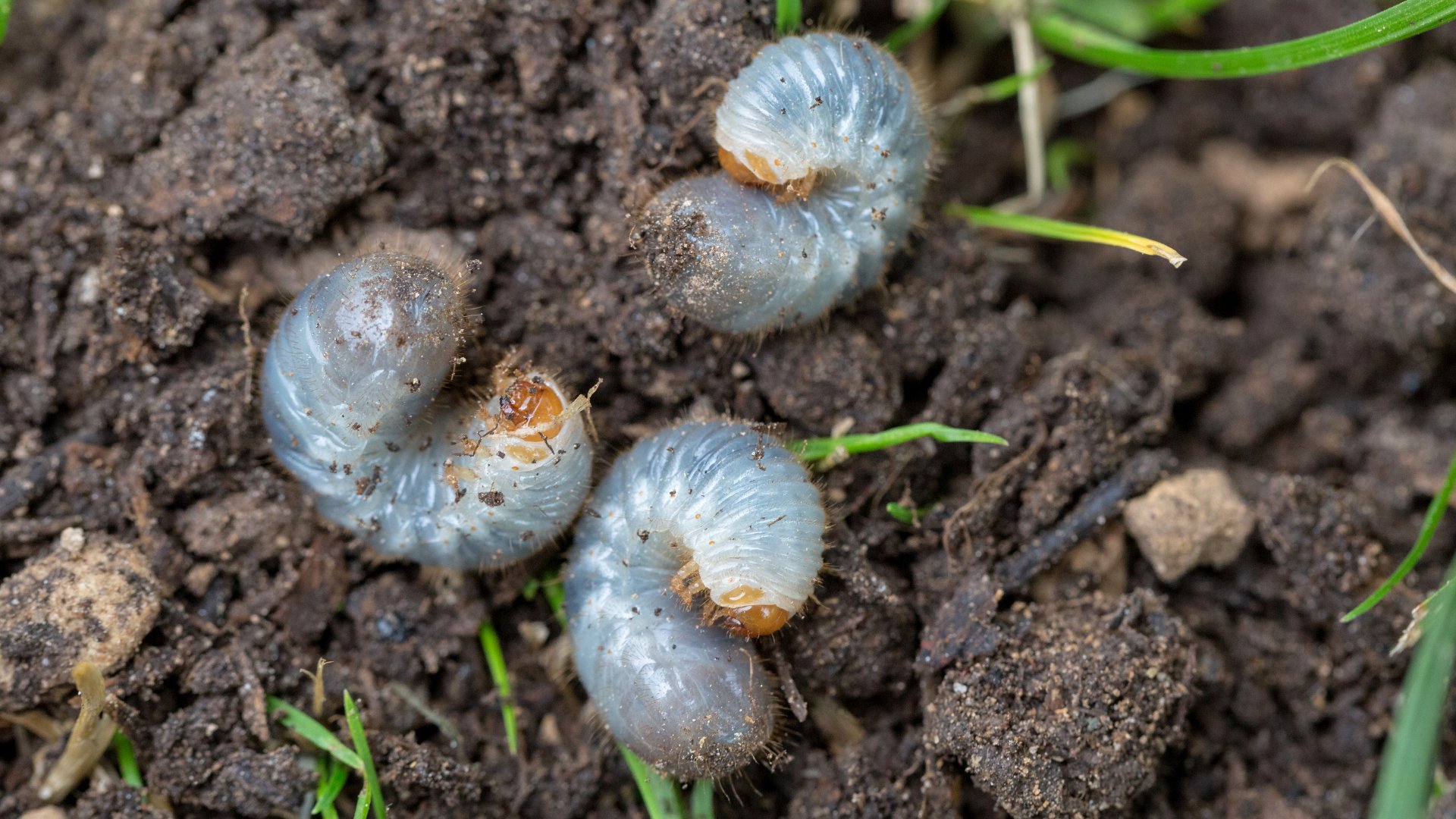 Is Your Lawn Infested With Grubs? Schedule a Curative Treatment ASAP!