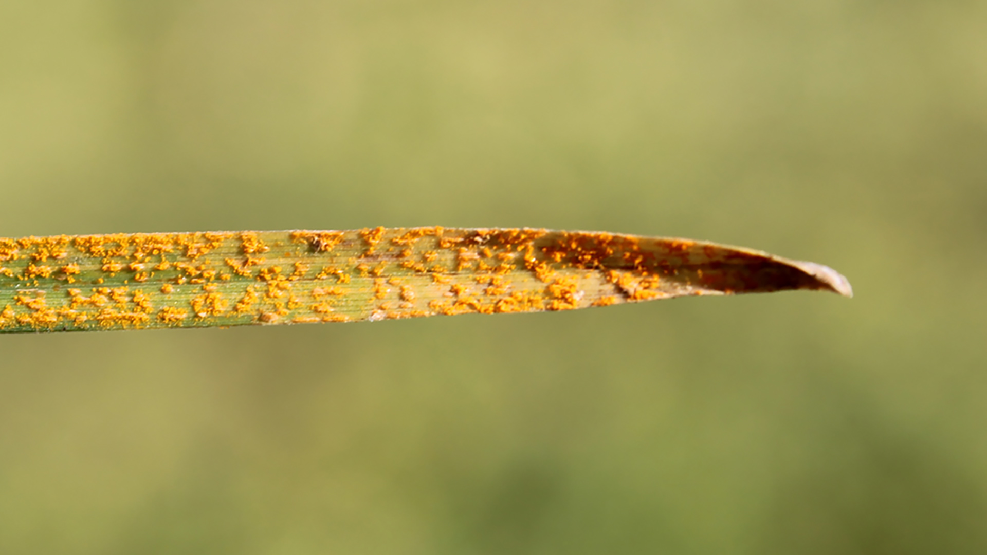 3 Lawn Diseases to Be on the Lookout for in Sioux Falls, SD