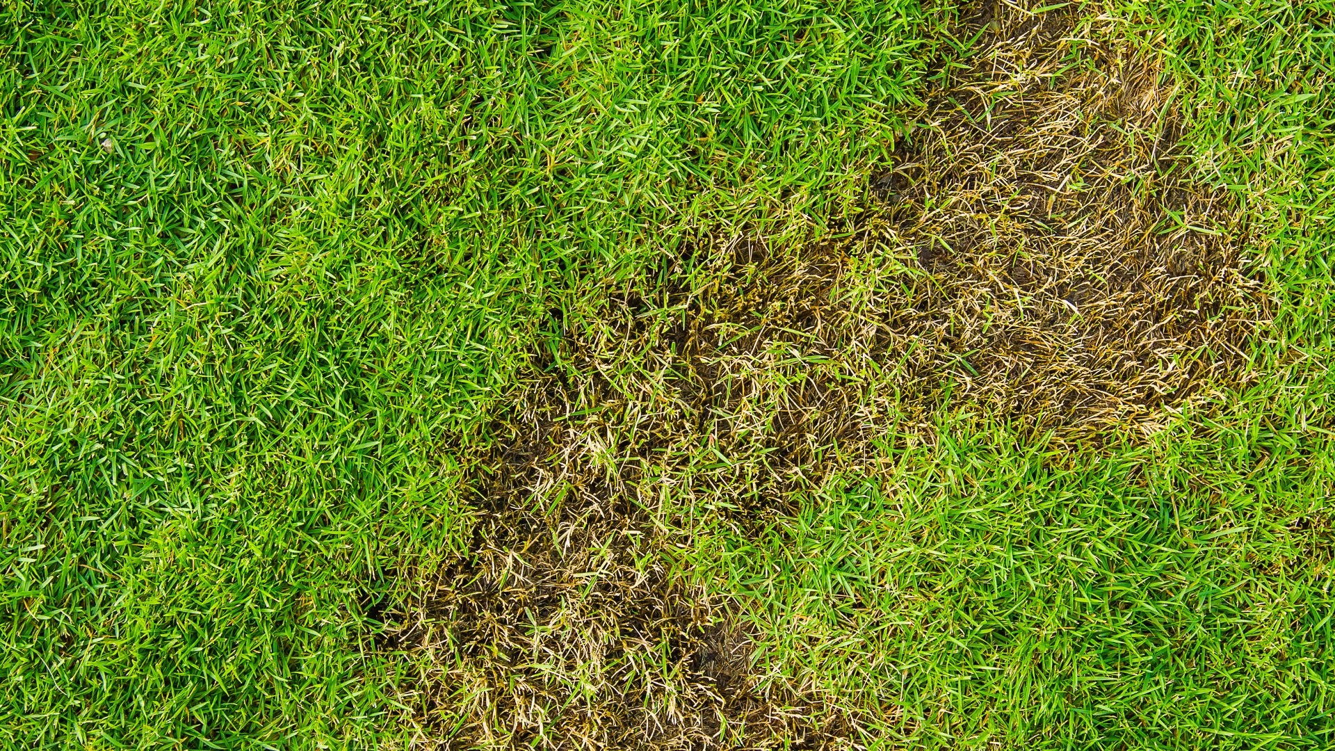If You Notice Any of These Signs, Your Lawn Could Be Infested With Grubs!