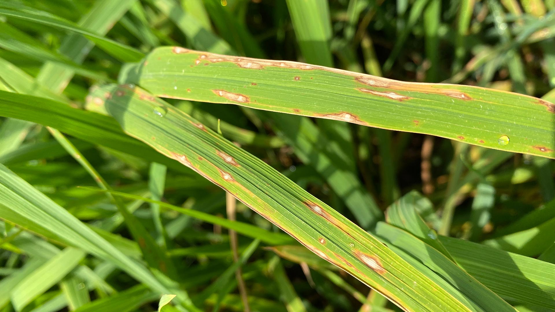 Leaf Spot or Dehydration - Which One Is Affecting Your Lawn?