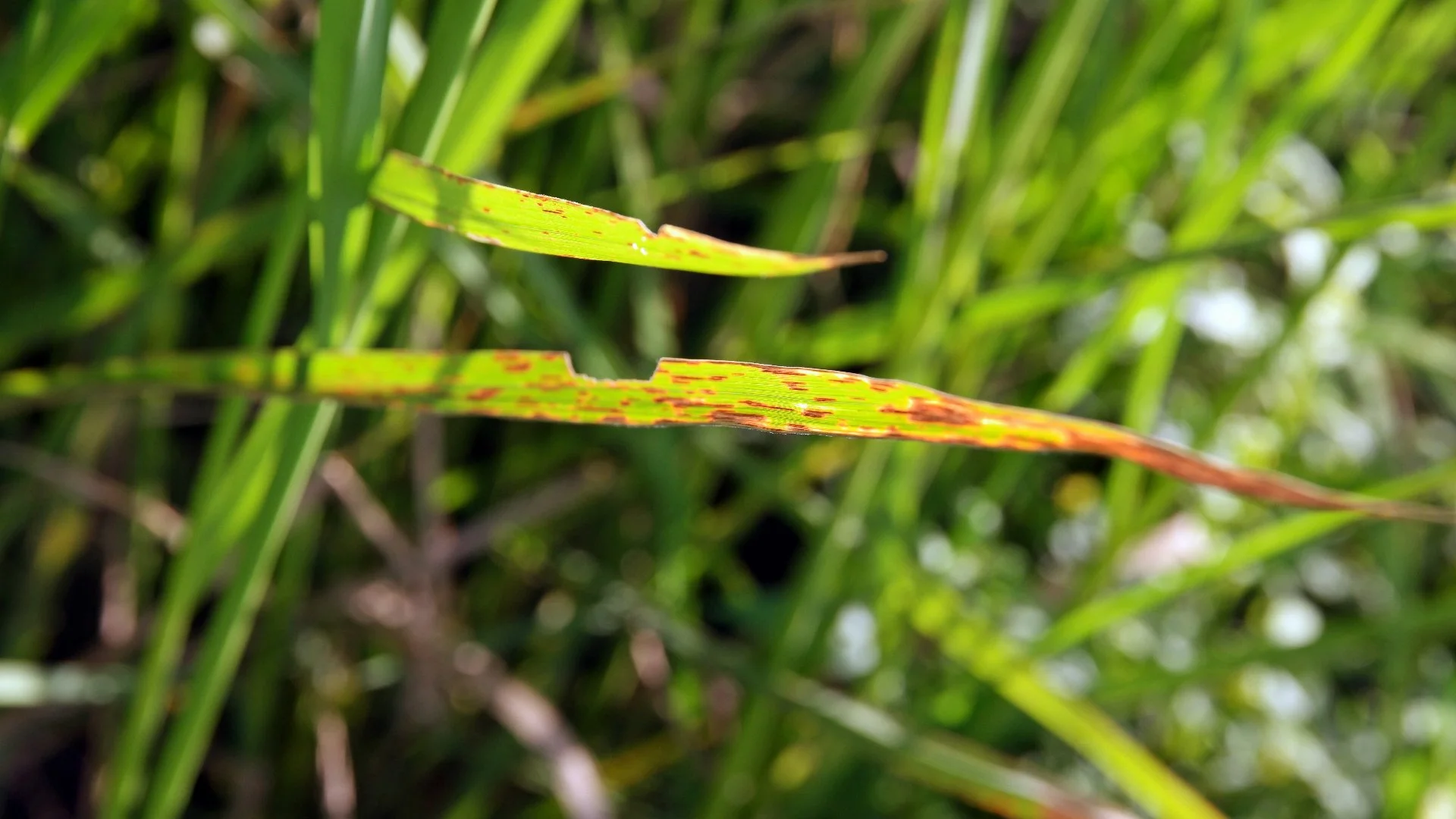 Do Your Grass Blades Have Brown Spots? It Could Be Leaf Spot!