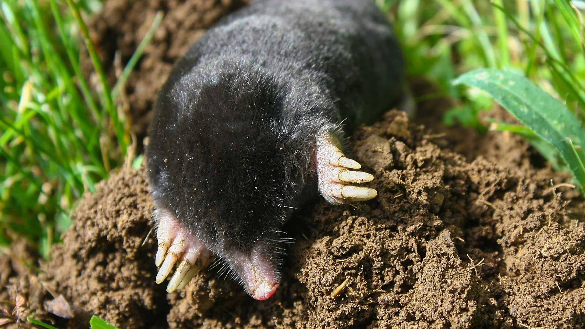 Keep Moles From Taking Over Your Lawn by Doing These 3 Things