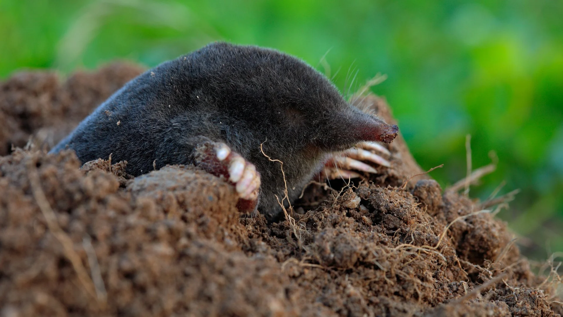 How Can You Tell if You Have Moles on Your Lawn?