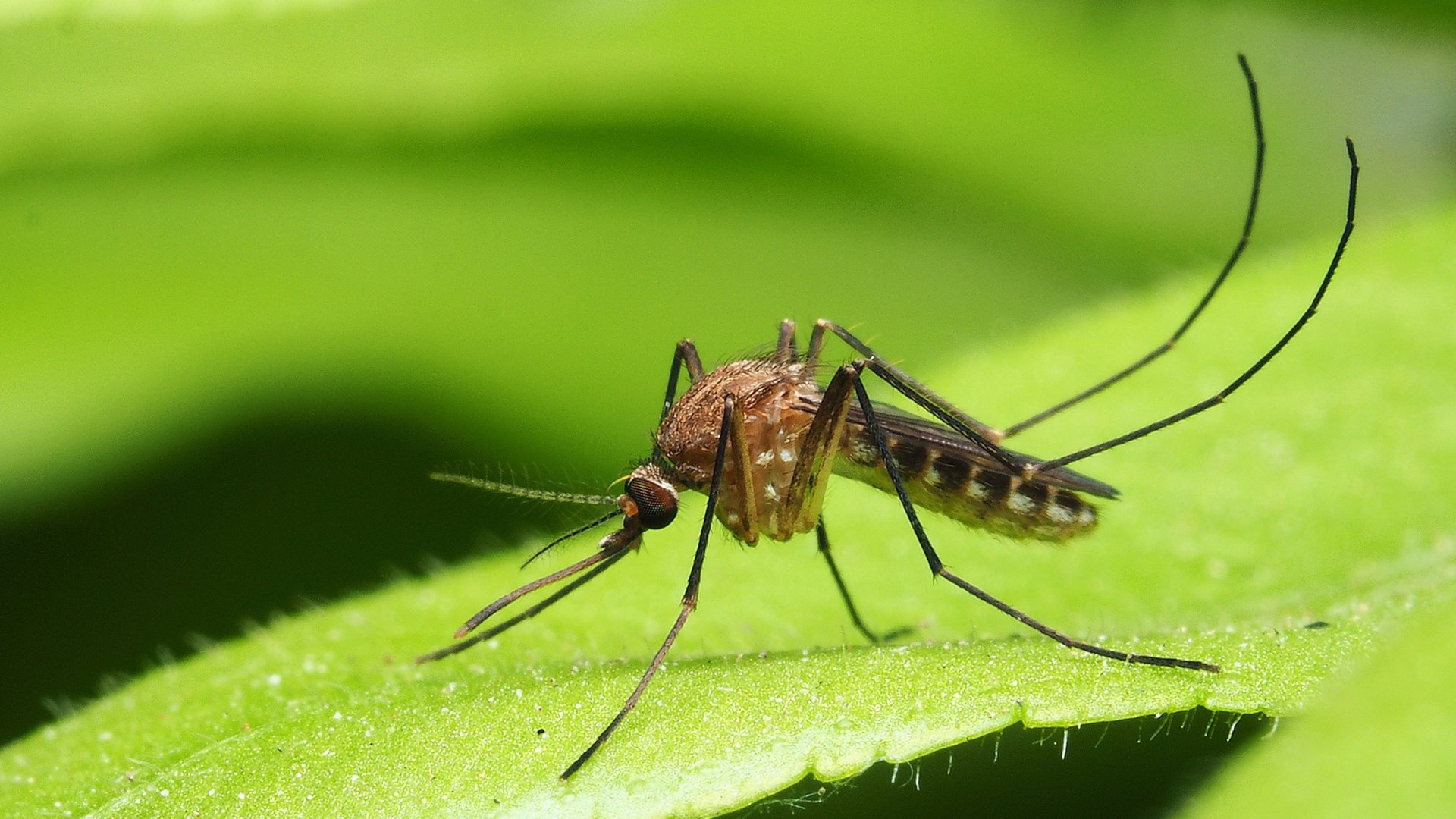 Mosquito Season Is Here - Hire Pros to Regain Control of Your Property