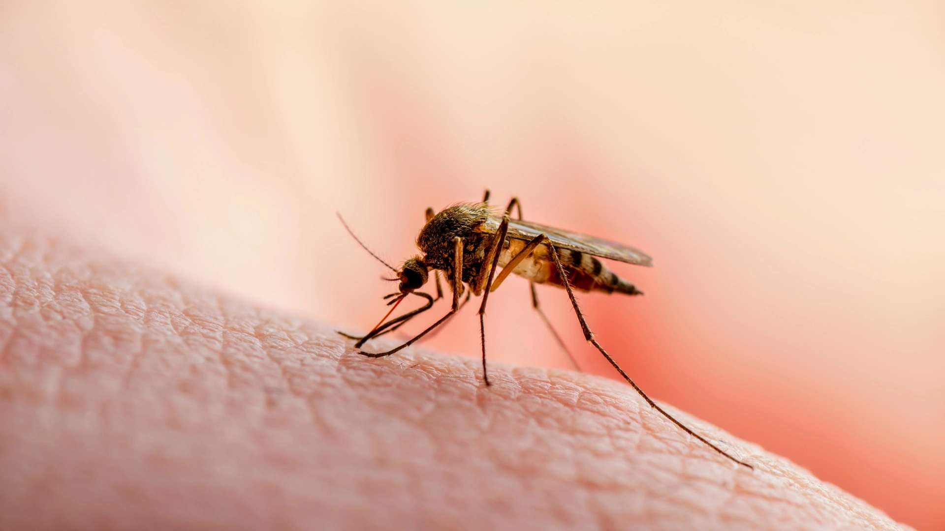 3 Things on Your Property That Are Attracting Pesky Mosquitoes