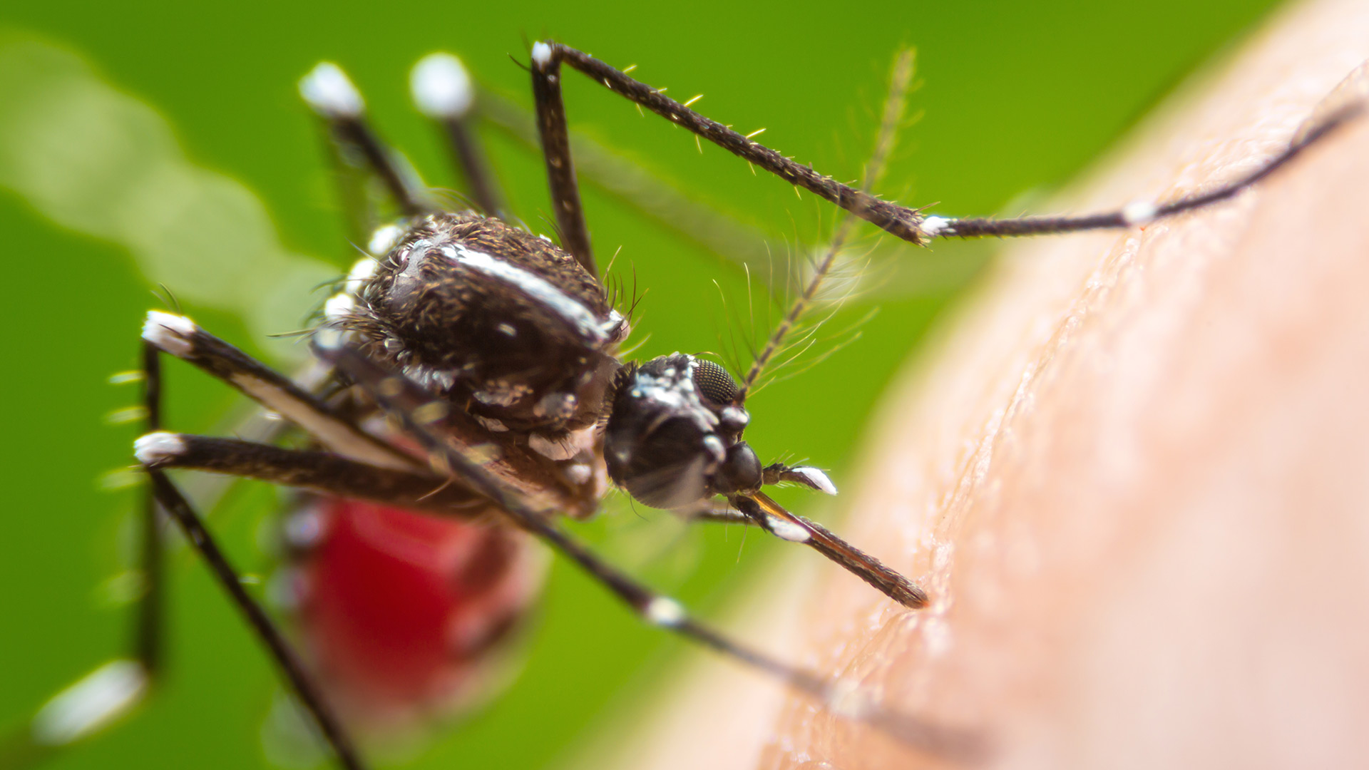 4 Pests That Can Put a Damper on Spending Time in Your Outdoor Living Space