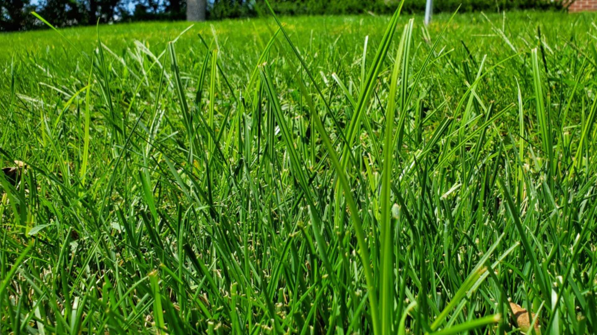 Do You Really Need Pre-Emergent & Post-Emergent Weed Control Treatments?