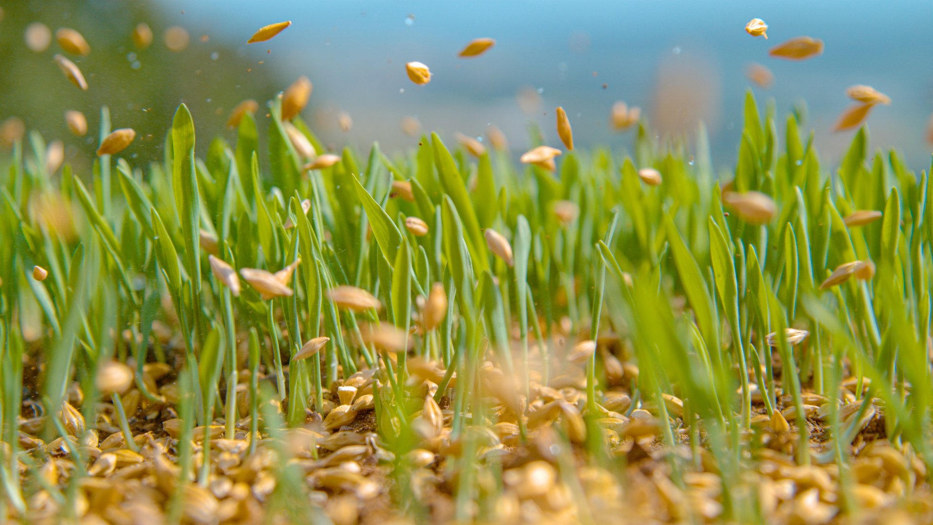What Is Overseeding & How Will It Benefit My Lawn?