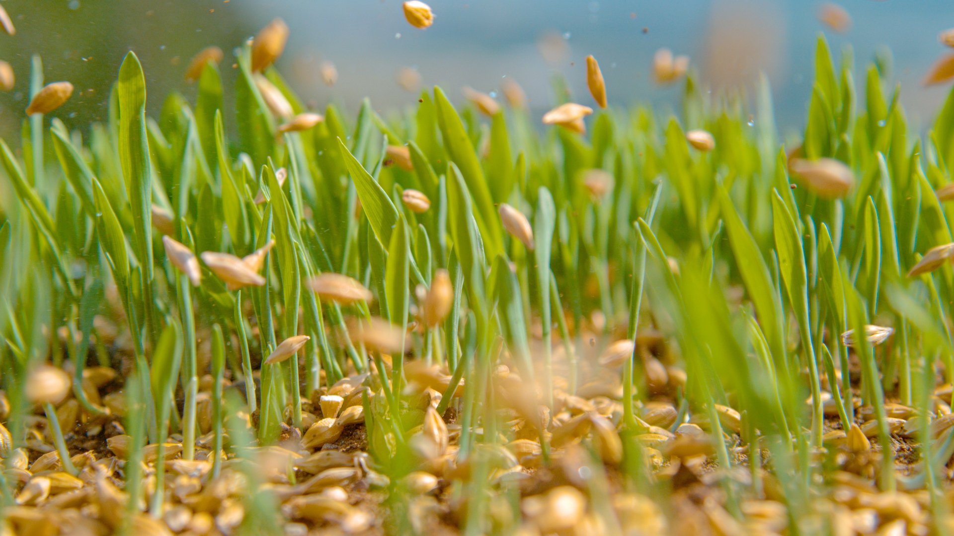Why Is Overseeding in the Spring a Bad Idea?
