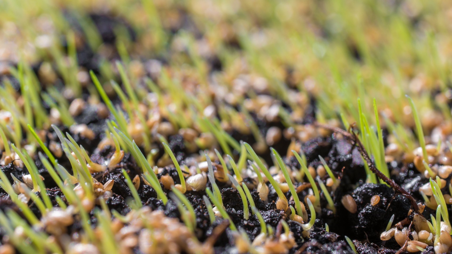 Do I Need to Overseed My Lawn Every Fall?