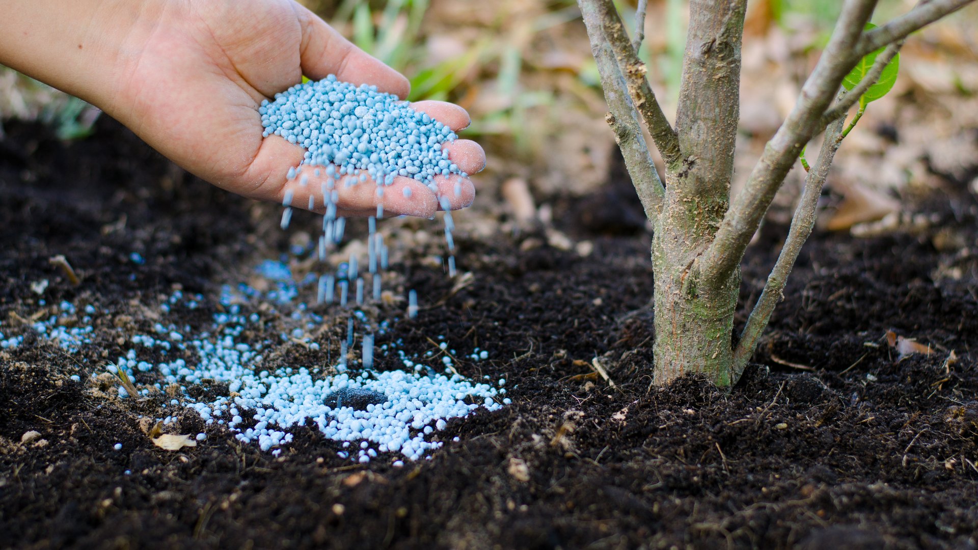 Remember to Fertilize Your Trees & Shrubs This Fall in Sioux Falls, SD!