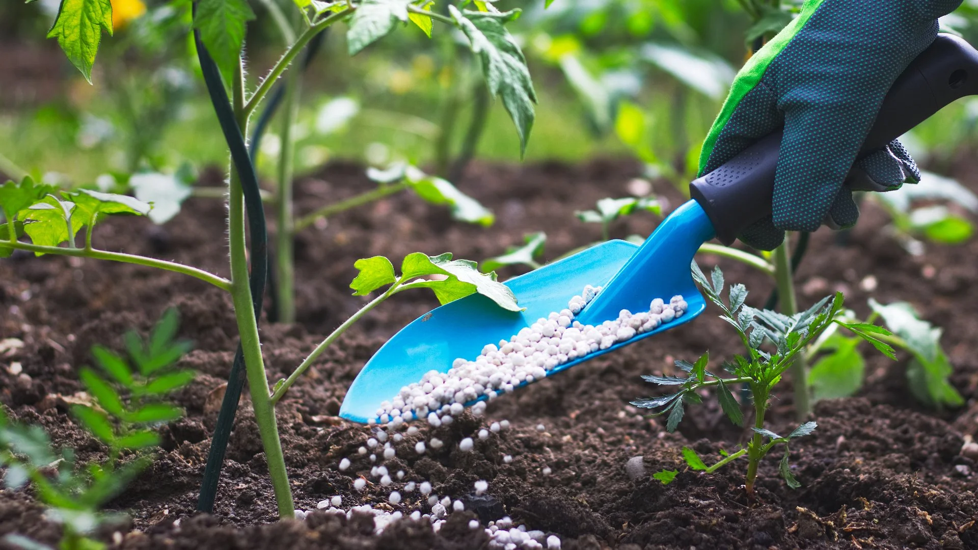 What Roles Do Calcium, Iron & Magnesium Play in Plant Fertilizers?