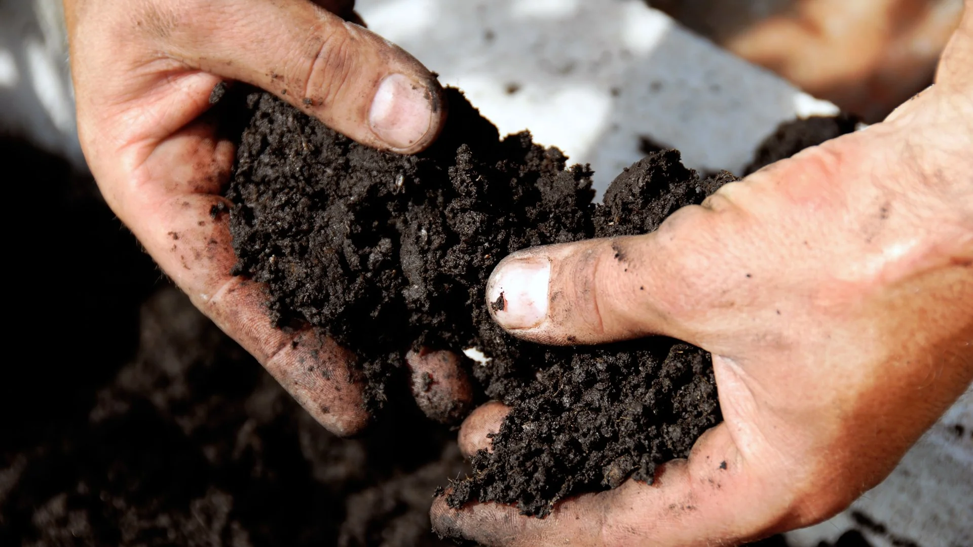 Achieving a Healthy Lawn Starts at Its Foundation - The Soil!