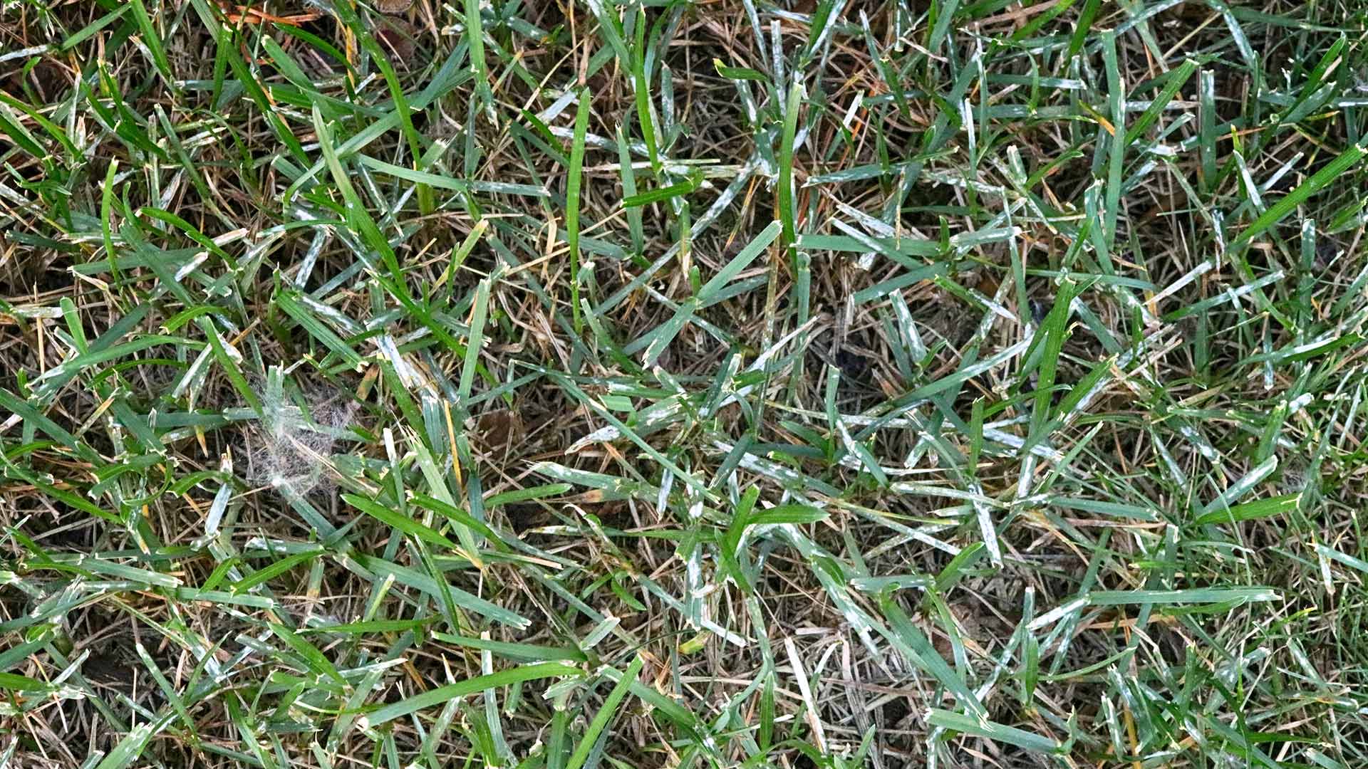 has-powdery-mildew-infected-your-lawn-here-s-what-to-do-sharp-lawn-care