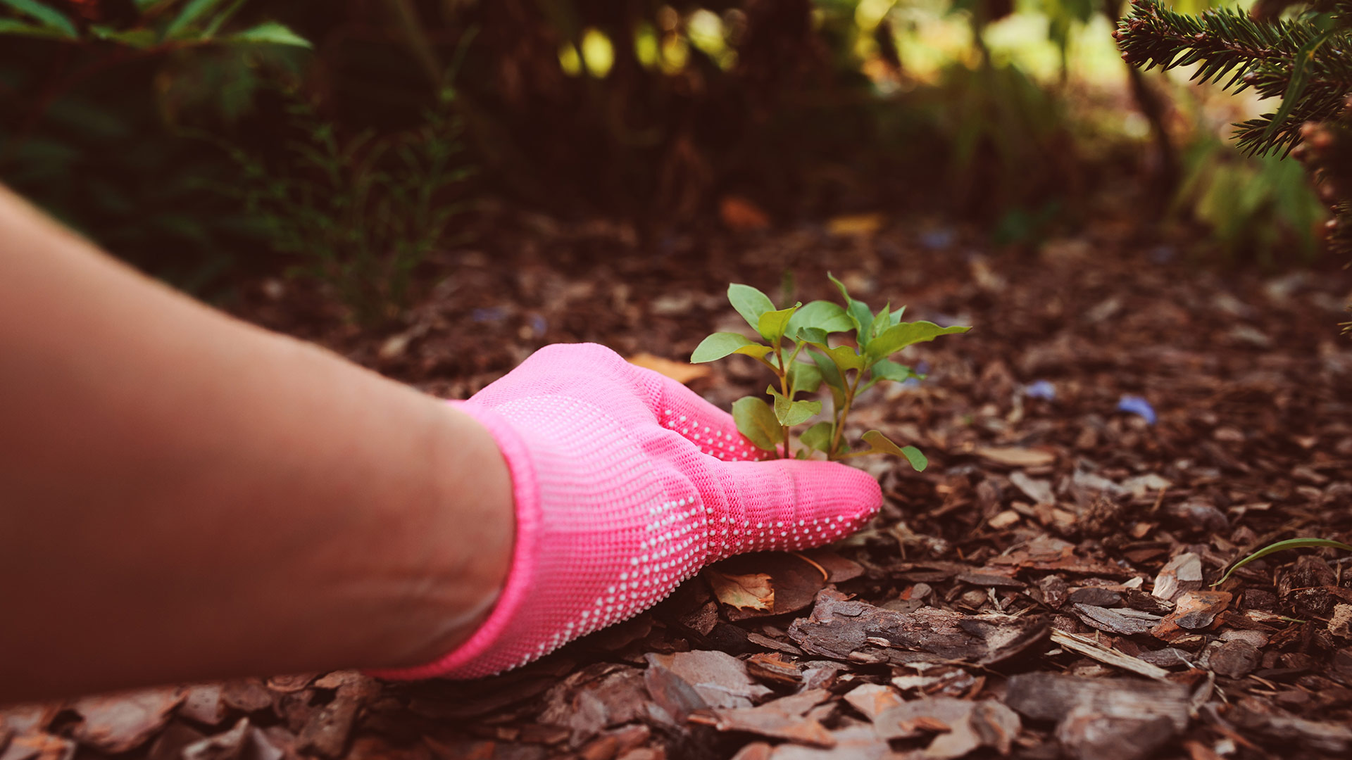 Pulling Weeds in Your Landscape Beds by Hand Can Make the Problem Worse!