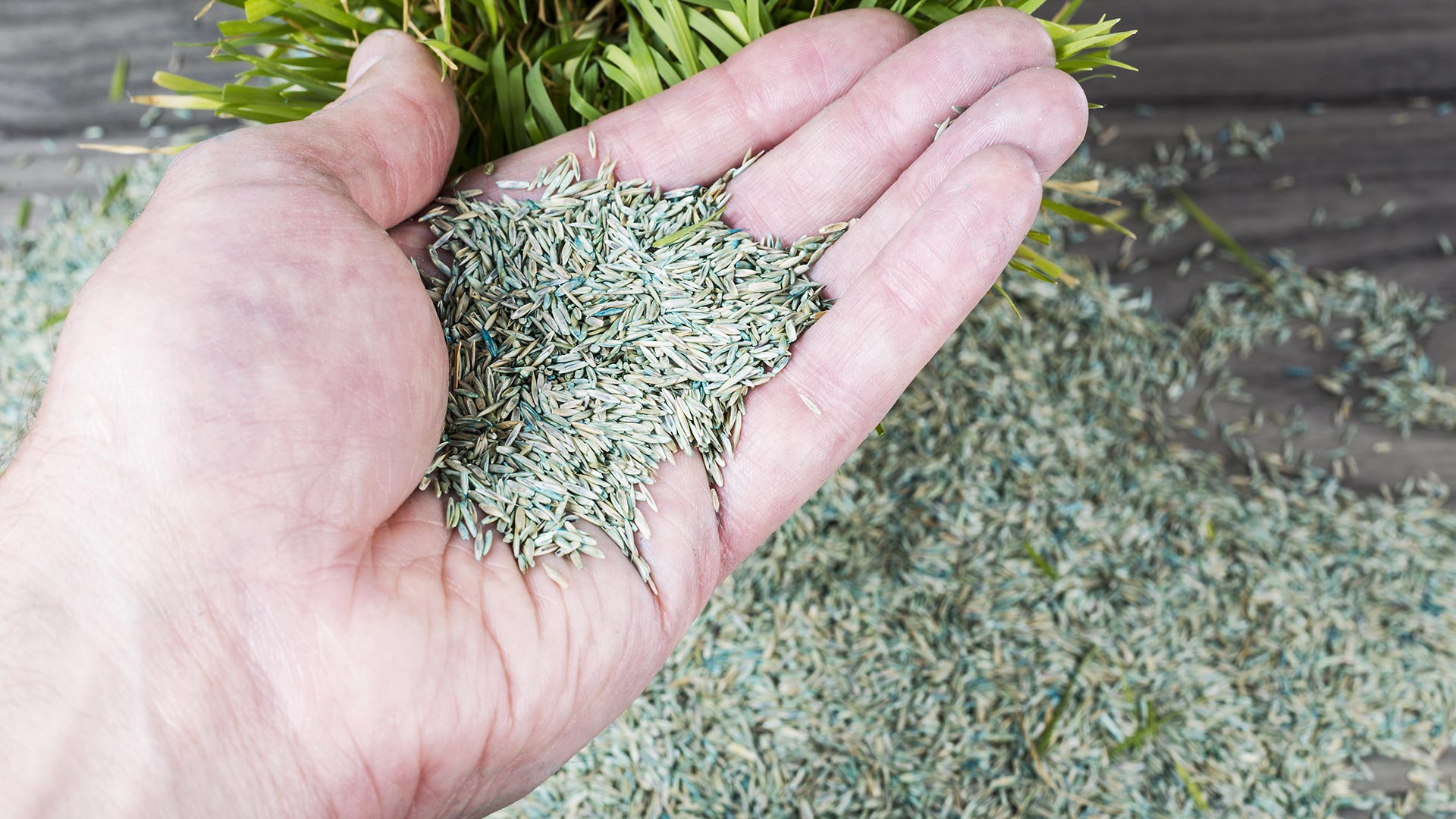 Overseeding is Good for Both the Appearance & the Health of Your Lawn