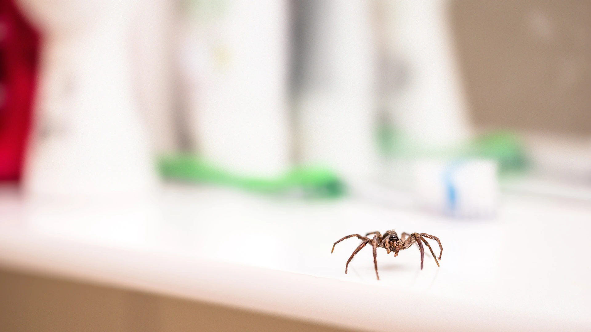 Seeing Spiders in Your Home or Business? Here’s How to Keep Them Out!