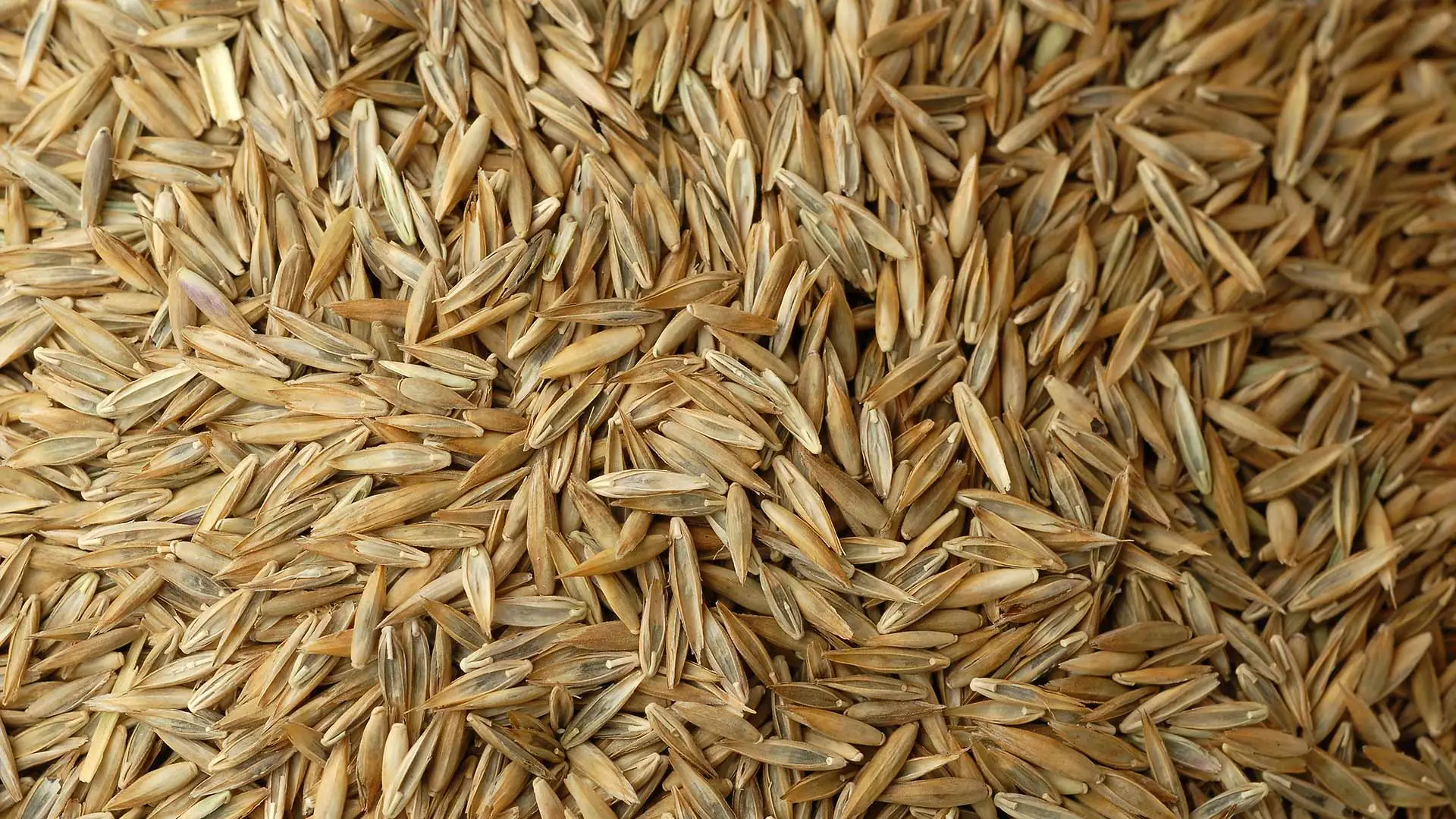Overseeding Your Lawn in South Dakota? Use Turf-Type Tall Fescue Seeds!